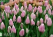 Tulipa Gabriella (3)